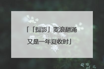 「摄影」麦浪翻涌 又是一年夏收时