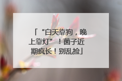 “白天靠狗，晚上靠灯”！菌子近期疯长！别乱捡