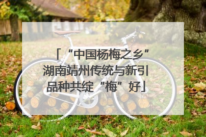 “中国杨梅之乡”湖南靖州传统与新引品种共绽“梅”好