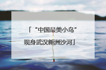 “中国最美小鸟”现身武汉新洲沙河