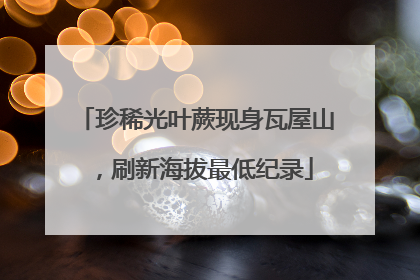 珍稀光叶蕨现身瓦屋山，刷新海拔最低纪录
