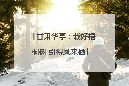 甘肃华亭：栽好梧桐树 引得凤来栖
