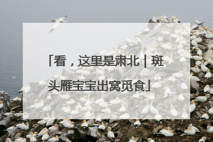 看，这里是肃北｜斑头雁宝宝出窝觅食