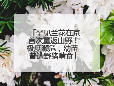 罕见兰花在京首次重返山野！极度濒危，幼苗曾遭野猪啃食