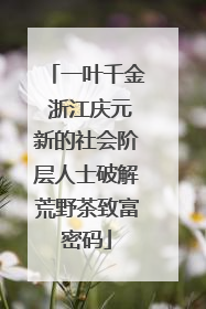 一叶千金 浙江庆元新的社会阶层人士破解荒野茶致富密码