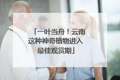 一叶当舟！云南这种神奇植物进入最佳观赏期