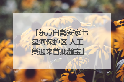 东方白鹳安家七星河保护区 人工巢迎来首批鹳宝