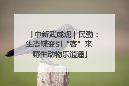 中新武威观｜民勤：生态蝶变引“客”来 野生动物乐逍遥