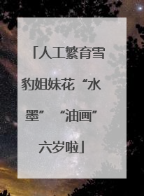 人工繁育雪豹姐妹花“水墨”“油画”六岁啦