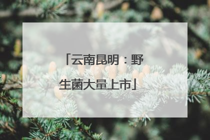 云南昆明：野生菌大量上市