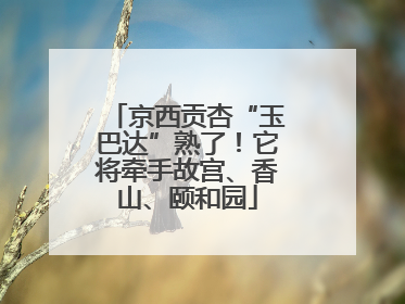 京西贡杏“玉巴达”熟了！它将牵手故宫、香山、颐和园
