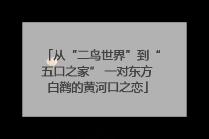 从“二鸟世界”到“五口之家” 一对东方白鹳的黄河口之恋