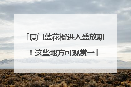 厦门蓝花楹进入盛放期！这些地方可观赏→
