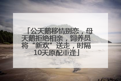公天鹅移情别恋，母天鹅拒绝相亲，饲养员将“新欢”送走，时隔10天原配重逢
