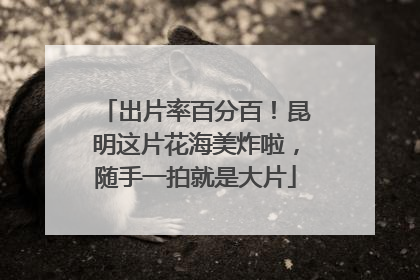 出片率百分百！昆明这片花海美炸啦，随手一拍就是大片