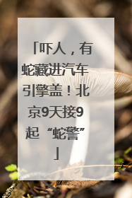 吓人，有蛇藏进汽车引擎盖！北京9天接9起“蛇警”
