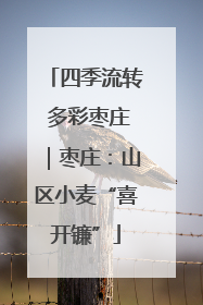 四季流转 多彩枣庄｜枣庄：山区小麦“喜开镰”