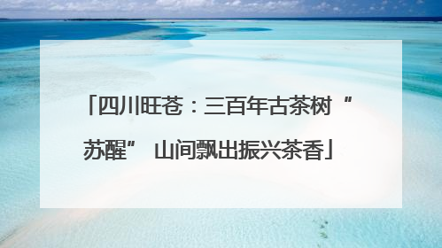 四川旺苍：三百年古茶树“苏醒” 山间飘出振兴茶香