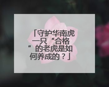 守护华南虎 一只“合格”的老虎是如何养成的？