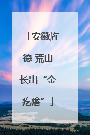 安徽旌德 荒山长出“金疙瘩”