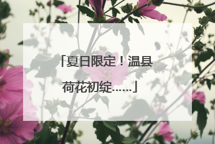 夏日限定！温县荷花初绽……