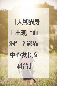 大熊猫身上出现“血洞”？熊猫中心发长文科普