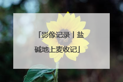 影像记录丨盐碱地上麦收记