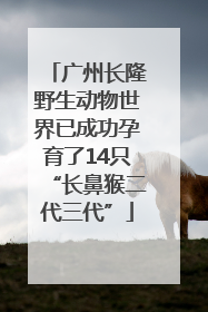 广州长隆野生动物世界已成功孕育了14只“长鼻猴二代三代”