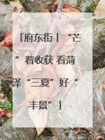 府东街丨“芒”着收获 看菏泽“三夏”好“丰景”