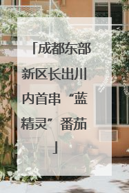 成都东部新区长出川内首串“蓝精灵”番茄