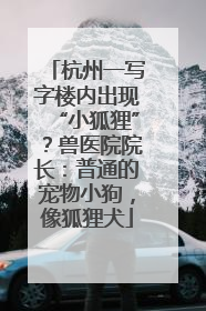 杭州一写字楼内出现“小狐狸”？兽医院院长：普通的宠物小狗，像狐狸犬
