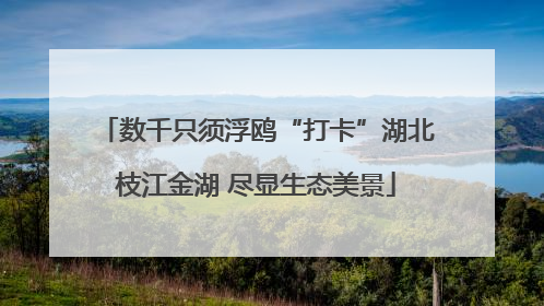 数千只须浮鸥“打卡”湖北枝江金湖 尽显生态美景