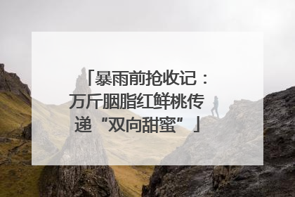 暴雨前抢收记：万斤胭脂红鲜桃传递“双向甜蜜”