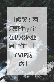 暖哭！两只野生萌宝在抚松林业局“住”上了VIP病房