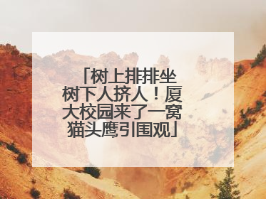 树上排排坐 树下人挤人！厦大校园来了一窝猫头鹰引围观