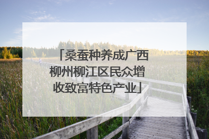 桑蚕种养成广西柳州柳江区民众增收致富特色产业