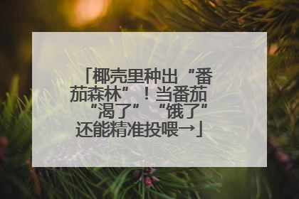 椰壳里种出“番茄森林”！当番茄“渴了”“饿了”还能精准投喂→