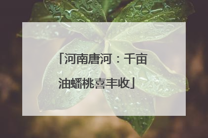 河南唐河：千亩油蟠桃喜丰收