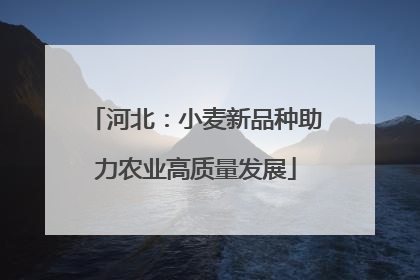 河北：小麦新品种助力农业高质量发展