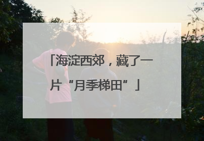 海淀西郊，藏了一片“月季梯田”