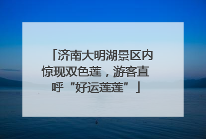 济南大明湖景区内惊现双色莲，游客直呼“好运莲莲”