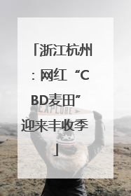 浙江杭州：网红“CBD麦田”迎来丰收季