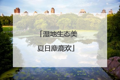 湿地生态美 夏日麋鹿欢