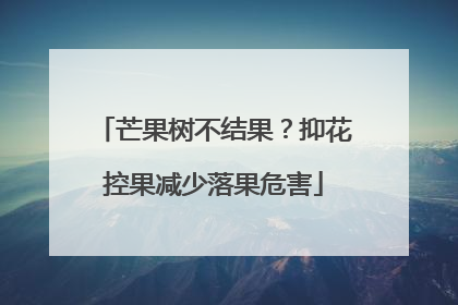 芒果树不结果？抑花控果减少落果危害