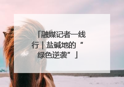 融媒记者一线行｜盐碱地的“绿色逆袭”