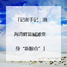 记者手记：渤海湾畔盐碱滩变身“新粮仓”