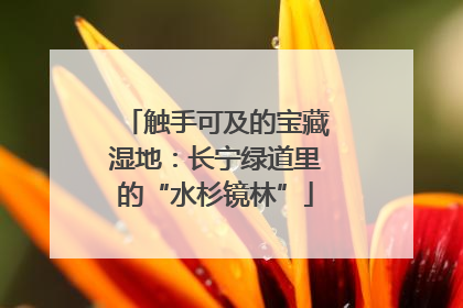 触手可及的宝藏湿地：长宁绿道里的“水杉镜林”