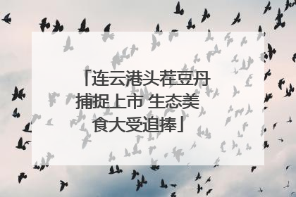 连云港头茬豆丹捕捉上市 生态美食大受追捧