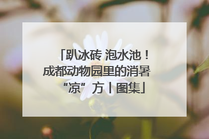 趴冰砖 泡水池！成都动物园里的消暑“凉”方丨图集