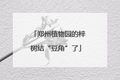 郑州植物园的梓树结“豆角”了